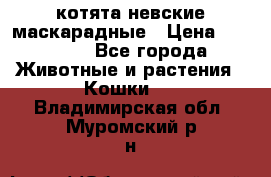 котята невские маскарадные › Цена ­ 18 000 - Все города Животные и растения » Кошки   . Владимирская обл.,Муромский р-н